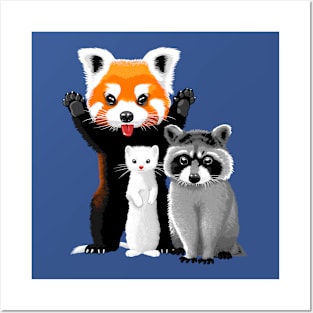 Raccoon, ferret and red panda Posters and Art